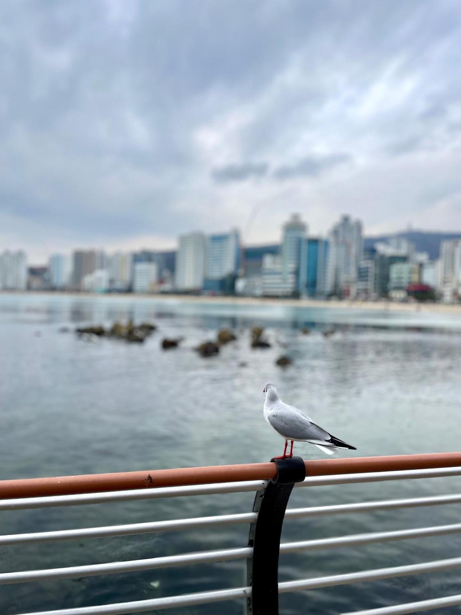 Ocean Front Busan