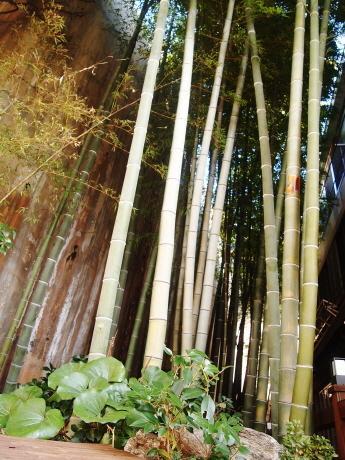 Hotel Secret Garden B