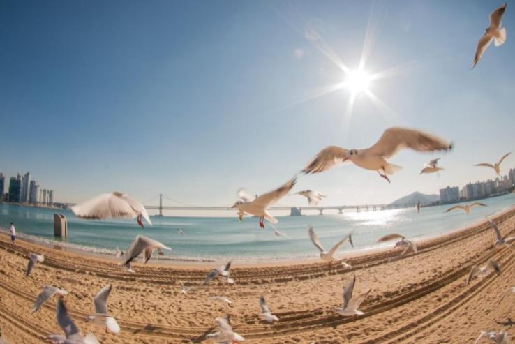 New Gwangalli Beach House Maritimo Căn hộ Busan