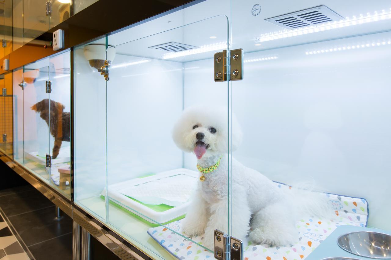 The Petel Premium Busan